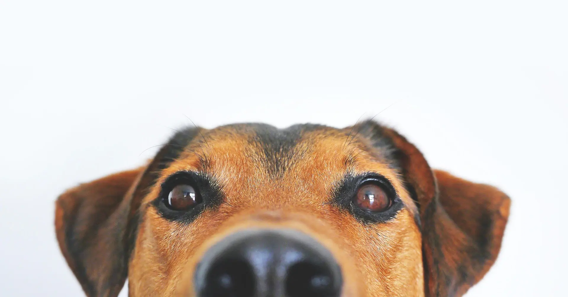 A tan and black dog peeking up over a white surface, ears down and eyes wide