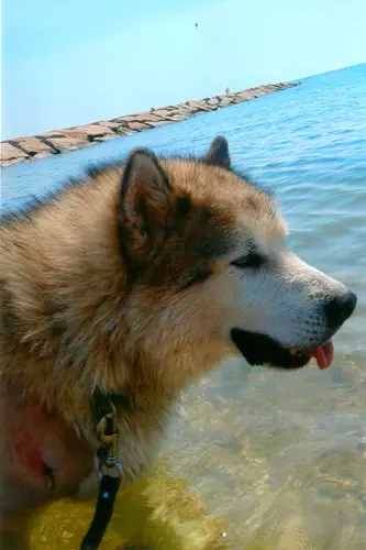 A rescue dog on the sand at the beach