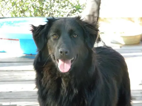 A golden retriever mix rescued by Best Friends for Life