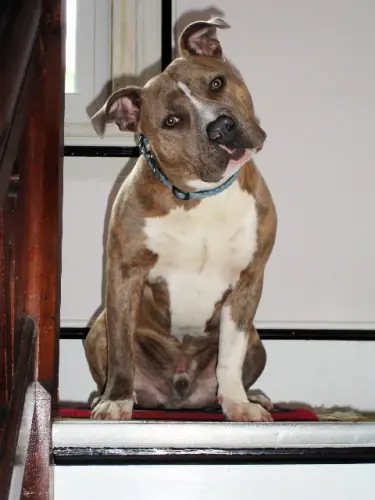 A terrier mix rescued by Best Friends for Life