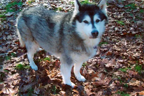A silver-coated dog rescued by Best Friends for Life