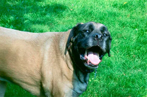 A black and tan dog rescued by Best Friends for Life