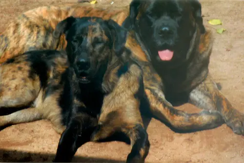 Two black and tan dogs rescued by Best Friends for Life