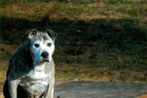 A rescue dog lying on its back with its belly showing