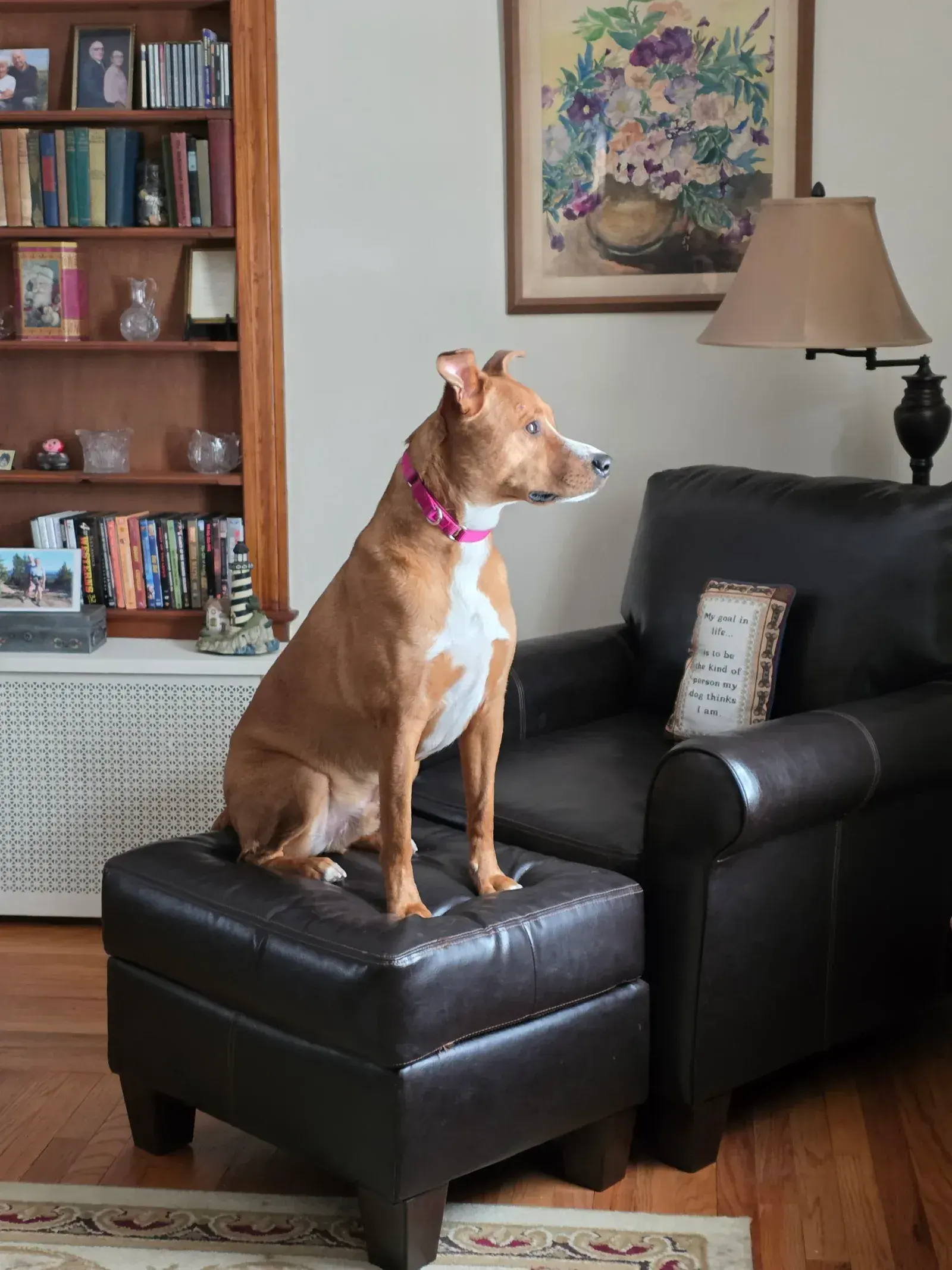 Marley, a tan and white hound and chow mix, sitting upright on a leather ottoman wearing a pink collar