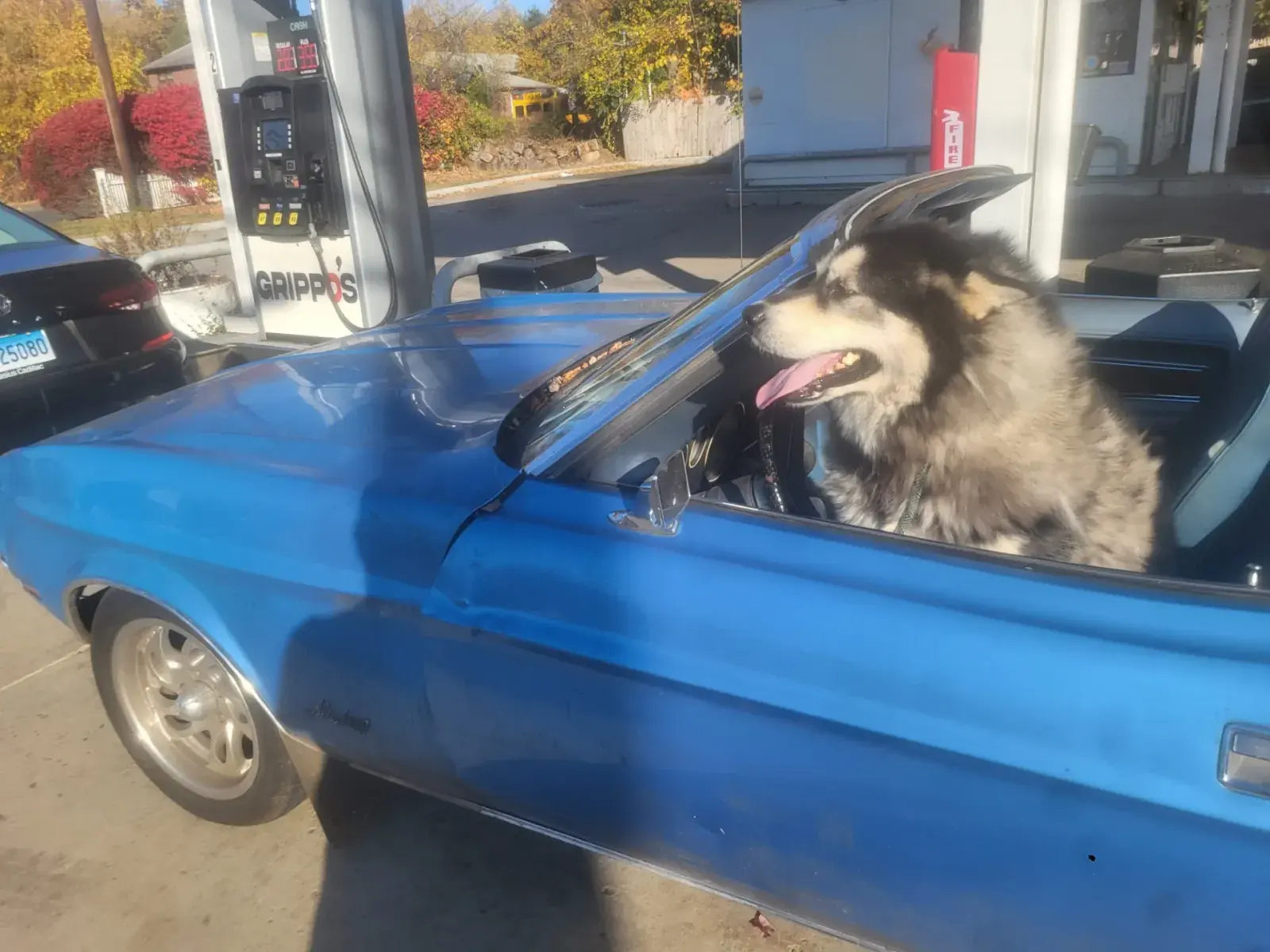 An Alaskan malamute sitting in the driver's seat of a blue Mustang convertible at a gas station